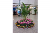 室內(nèi)花壇子