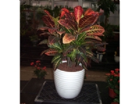 蘇州創(chuàng)景園藝有限公司